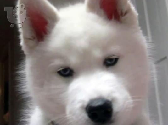 PoulaTo: Χάσκυ Σιβηρίας (Siberian Husky)